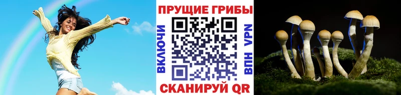 закладка  Майский  Галлюциногенные грибы Psilocybe 